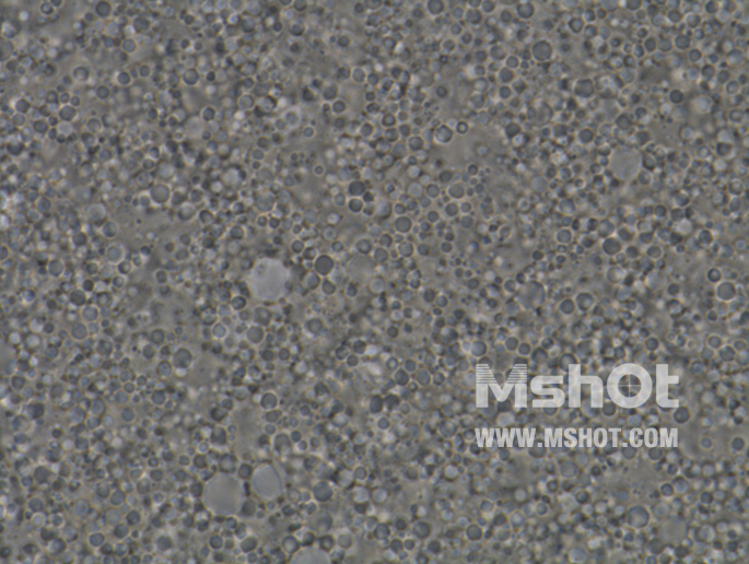 BX43+MC50-N在100X油鏡底下拍攝的霜膏圖片 BX43+MC50-N在100X油鏡底下拍攝的霜膏圖片