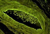 {ɫɹģKĔzğɹ@΢DƬ