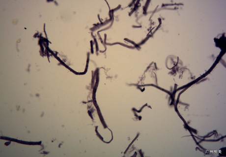 實拍設(shè)備圖片(MD50+奧林巴斯BX41)