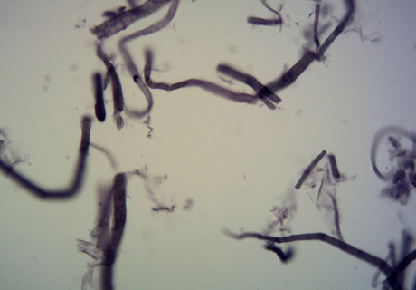實拍設(shè)備圖片(MD50+奧林巴斯BX41)