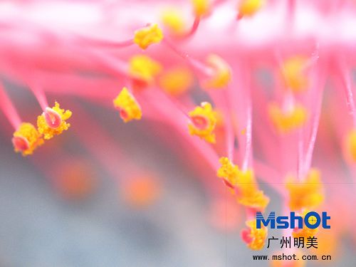 顯微鏡數(shù)碼相機