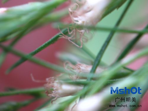 顯微數(shù)碼相機