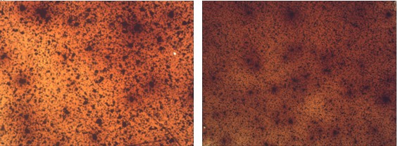 煤液化殘?jiān)@微圖